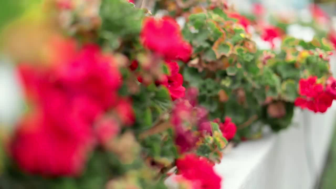 Red flowers in a planter box.